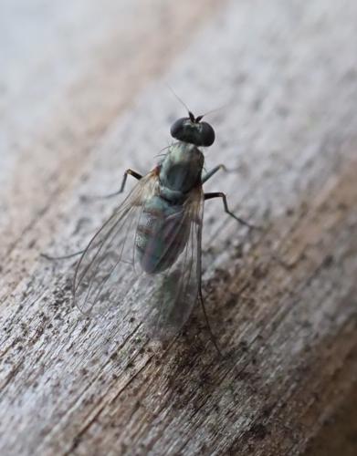 Medetera sp.